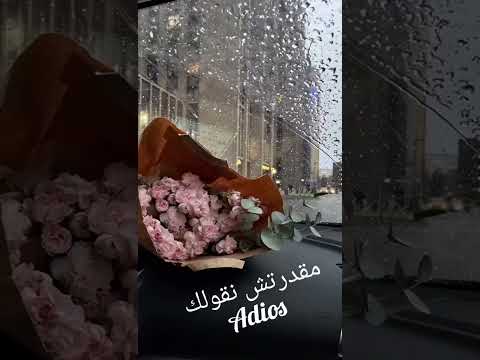 قلبي بغا منك La Réponse