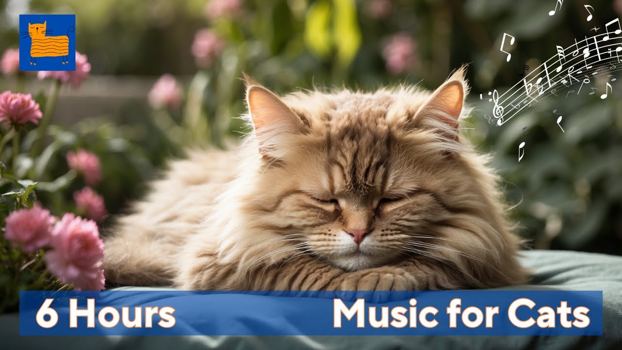 Beautiful view of Cat Music For Anxiety Disorders In Children