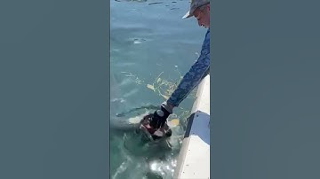 Feeding BIG FISH by hand #tarpon #shortsvideo  #southfloridafishing #fish #fishing