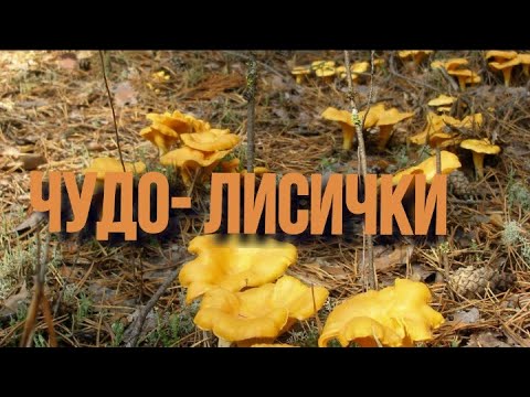 Жареные лисички на зиму