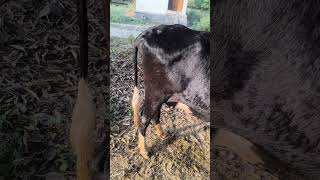 #superJersey#🐄 #cow#bollywoods#ongs#viral#clip#vi#ralvideo#viralshorts#viralvideosclip##viralvideo##