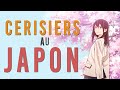  1000 ans dhistoire des cerisiers en fleurs au japon en 8 minutes