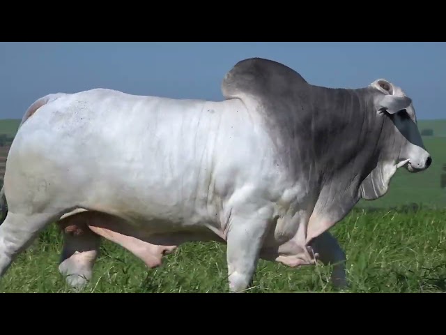 Lote 19   Leilão Terra Boa