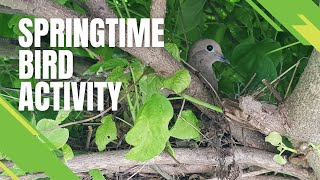 Exploring Spring Bird Activity With Skedaddle Humane Wildlife Control