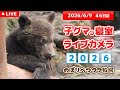 6月9日 子グマの寝室ライブカメラ のぼりべつクマ牧場