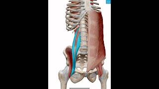 PSOAS-ILIAC muscle! #anatomy #easyanatomy #anatomy #anatomicalpills