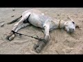 Legs tied together and left to die, donkey recovers from unimaginable cruelty.