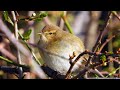 Budníček menší (Phylloscopus collybita), Zilpzalp, Common chiffchaff
