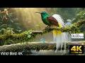 🌿 The World’s Most Rare Birds in Stunning 4K UHD || #RareBirds #WildVision4K