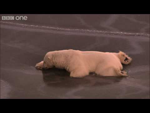 HD: Polar Bear on Thin Ice - Nature&rsquo;s Great Events: The Great Melt - BBC One