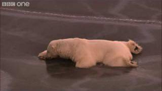 HD: Polar Bear on Thin Ice - Nature's Great Events: The Great Melt - BBC One screenshot 2