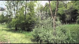 Hunting for Morel Mushrooms in Allegan County