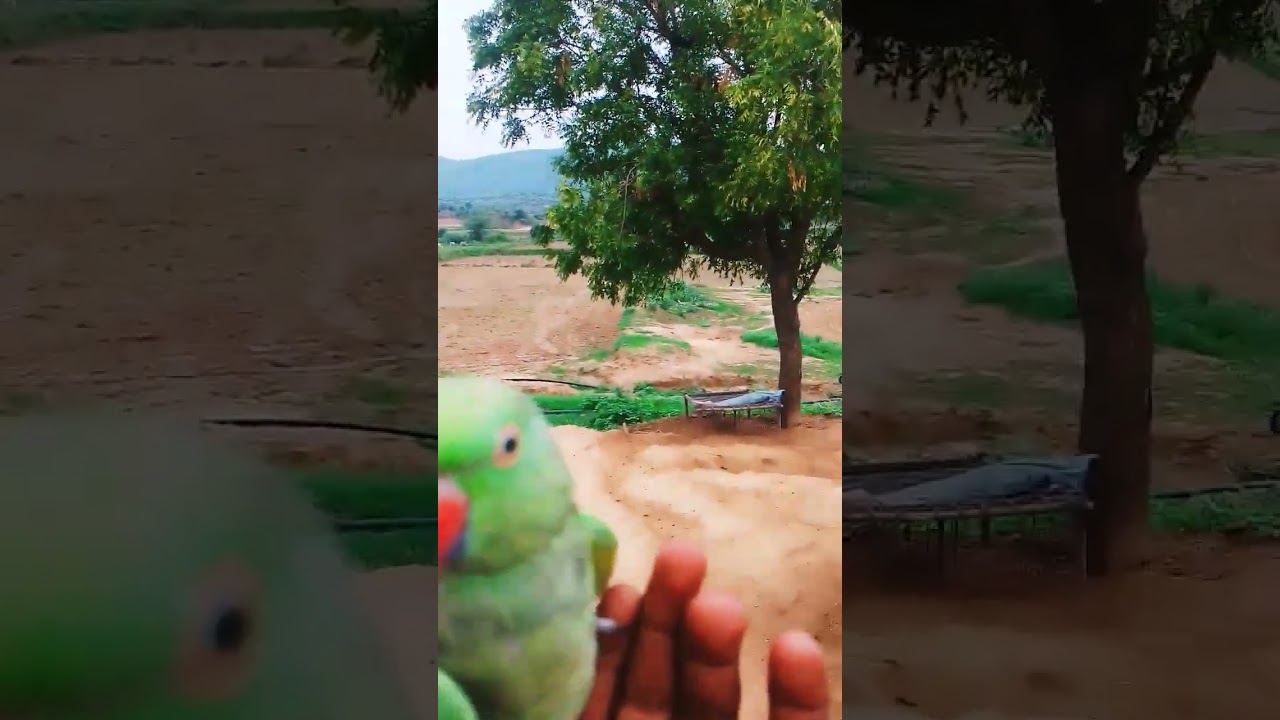 Guarda mummy mummy #parrot #nonstoptalkingparrot su YouTube Guarda mummy mummy #parrot #nonstoptalkingparrot su YouTube