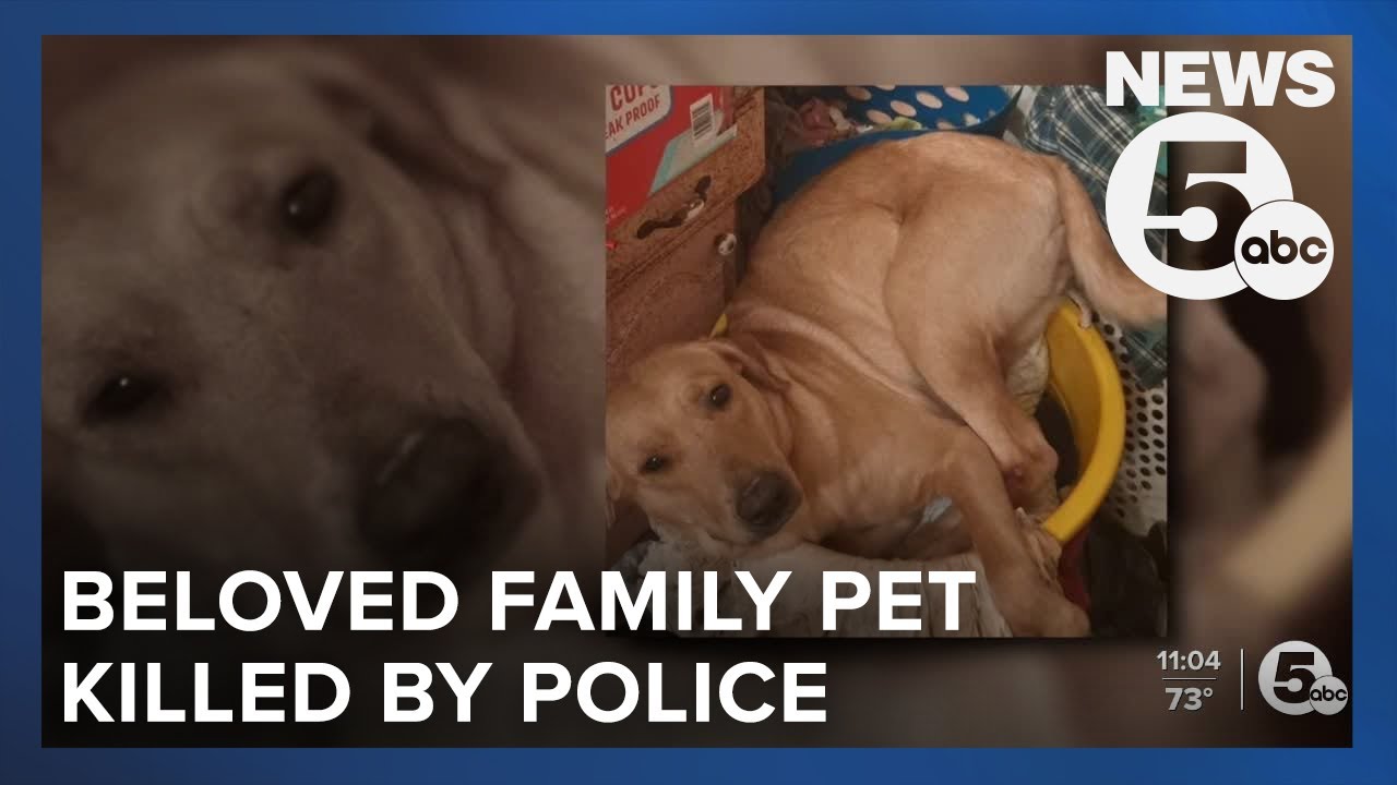 Lorain family outraged after dog shot, killed by police officer - YouTube