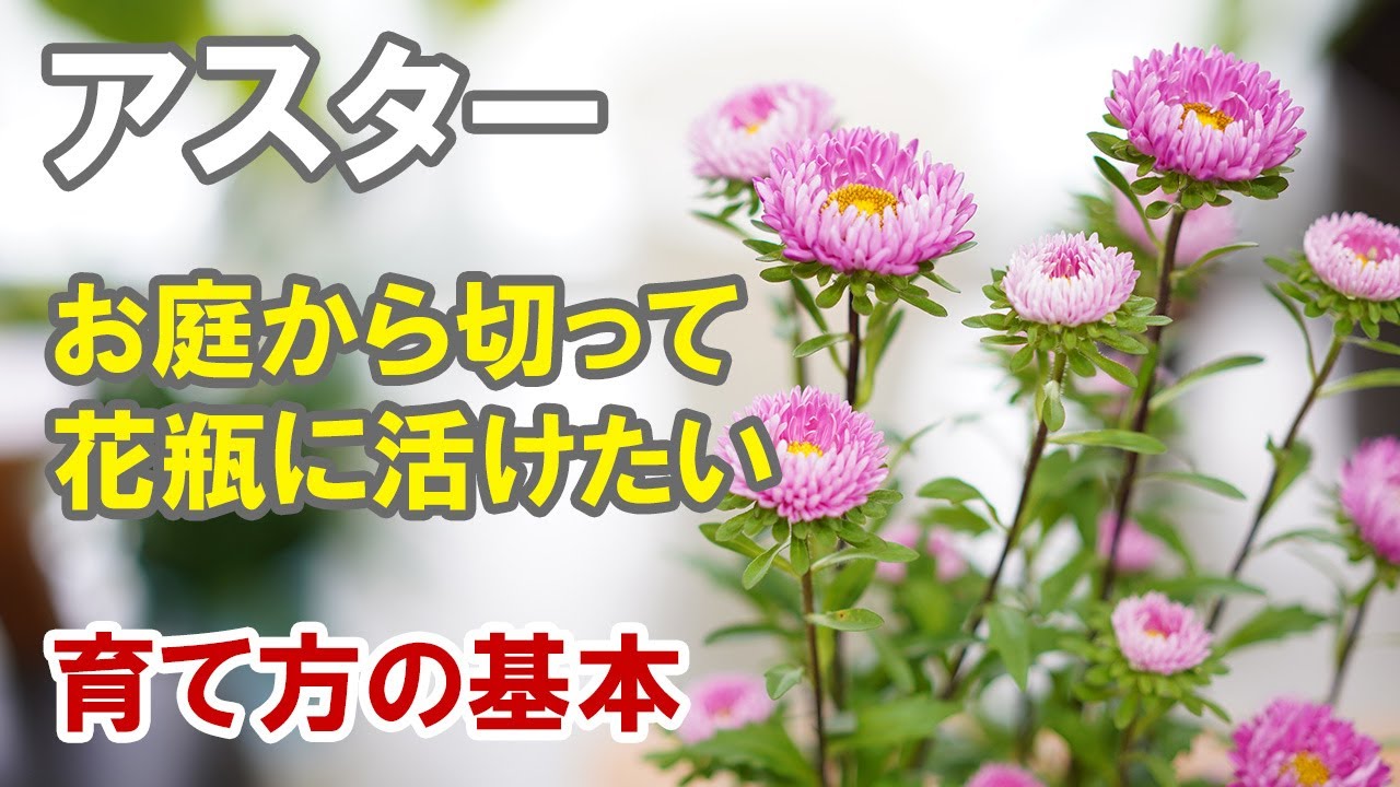 アスターの育て方 八重咲きの美しい花をお庭から摘んで切り花に Youtube