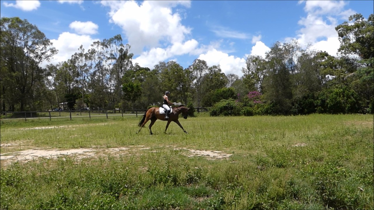 CANDY'S SOFT ROCKING HORSE CANTER, LARGE OPEN PADDOCK YouTube