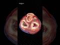 The Gates of Life | Heart Valves in Action 🚪🫀