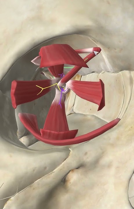 Мышцы глазного яблока#анатомия#anatomy - YouTube