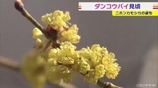 黄金色の小さな花無数に　ダンコウバイ見頃　岐阜県・高山市 (22/04/12 06:19)