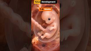 How A Tiny Embryo Becomes A Baby