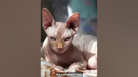 "The Enigmatic Charm of the Sphinx: Exploring the Fascinating World of Sphynx Cats"