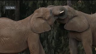 'Elephant Valley' to open in 2026 at San Diego Zoo Safari Park | NBC 7 San Diego