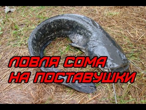 Видео: Рыбалка. Ловля сома на поставуши