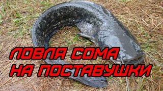 Рыбалка. Ловля сома на поставуши