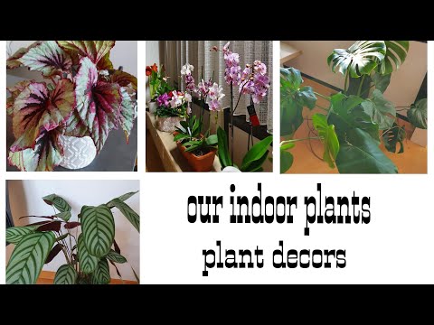 Indoor Plant Collection at Our Home || KIDS FUN CORNER