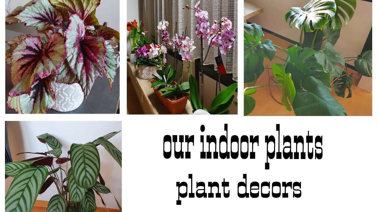 Indoor Plant Collection at Our Home KIDS FUN CORNER YouTube
