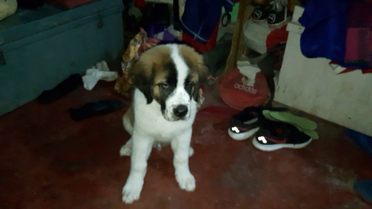 2 month old Saint Bernard(boxer) training YouTube