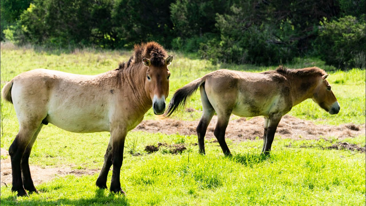 🐎Why Do We Have The Przewalski's Horse?