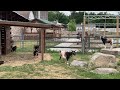 Goats (Capra hircus)