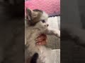 ❤️❤️🧿#cat #kitten #love #cute #yt