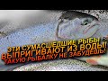 РЫБАЛКА МЕЧТЫ! СЕКРЕТ ЛОВЛИ ФОРЕЛИ РАСКРЫТ! С ЭТОТ ЦВЕТ СИЛИКОНА РАБОТАЕТ ЛУЧШЕ ВСЕГО! РЫБАЛКА 2025!