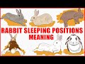 Ce que la position de sommeil de votre lapin rvle sur sa personnalit sa sant et son caractre