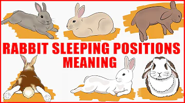 What Your Rabbit's Sleeping Position Reveals About Their Personality, Health and Character