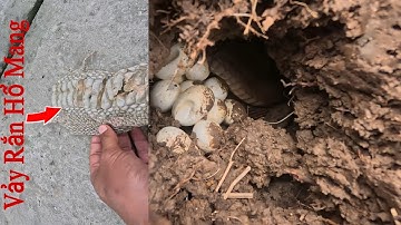 Giúp Anh Nông Dân Tìm Con Rắn Hổ Mang Để Lại Lớp Vảy Trên Bờ Ruộng || Giang Ca SB # 59