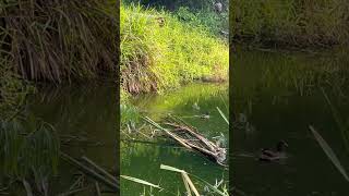 Pato Silvestre pescando en el arroyo