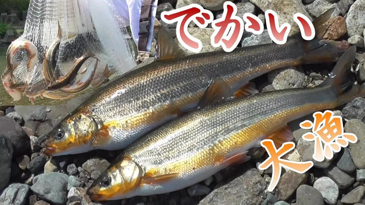 投網 でかニゴイ60cm からあげで食べてみた 投網11 大きい魚 Fishing Cast Net Fried Carp Youtube