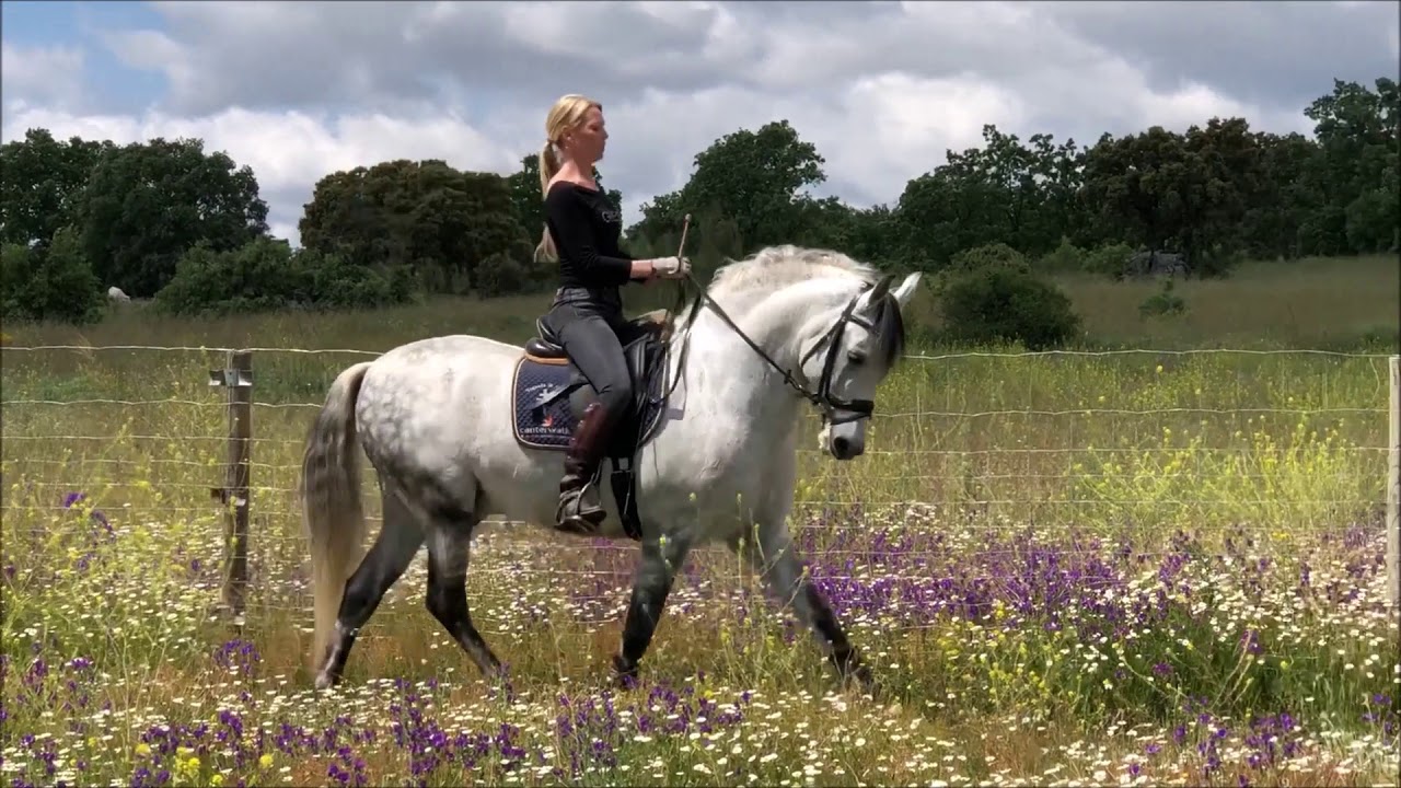 Pre Sold Riders Competition Grand Prix PRE stallion sold May 2018 - YouTube