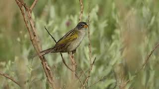 Lesser grass-finch (Emberizoides ypiranganus), Canário-do-brejo