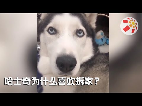 《X星人说》第50集 哈士奇为什么喜欢拆家？ | Animal Fun Facts | WasuTV