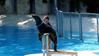 spectacle d'otaries