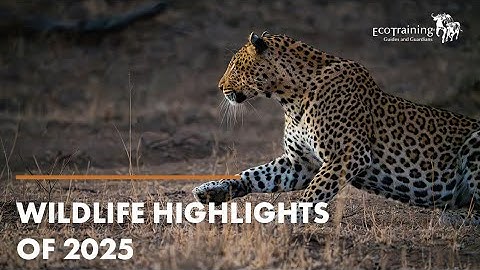 Our favourite wildlife moments from 2025 | EcoTraining Highlights