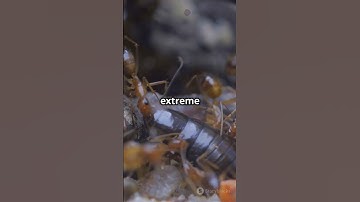 This Ant Explodes to Protect Its Colony! #animals #shorts
