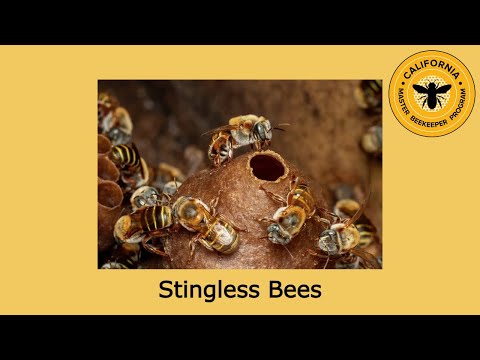 Stingless Bees 8/24/24