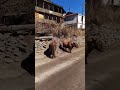 Бежта бои быков, Бежта, Дагестан.