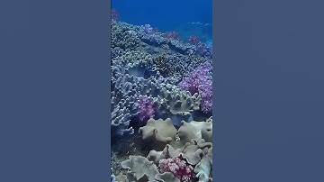 Video Taken At 28m Depth!
