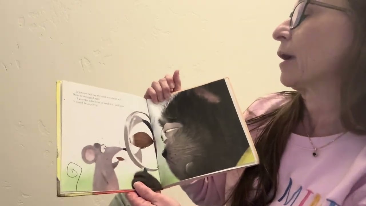 Splat The Cat Oopsie-Daisy By Rob Scotton 